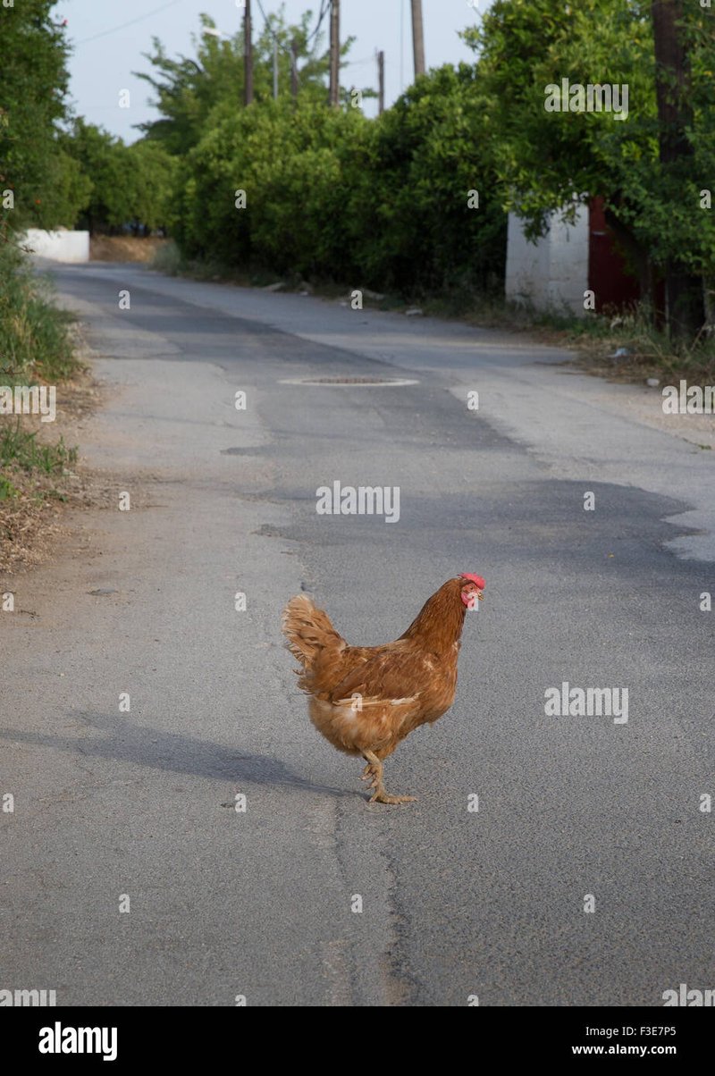 Juego chicken road in Spain